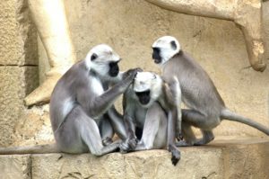 Monkeys looking for stress relief