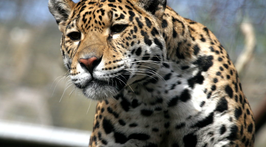 The jaguar is Jonathan Lemon's spirit animal